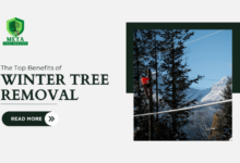 winter tree removal