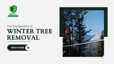 winter tree removal